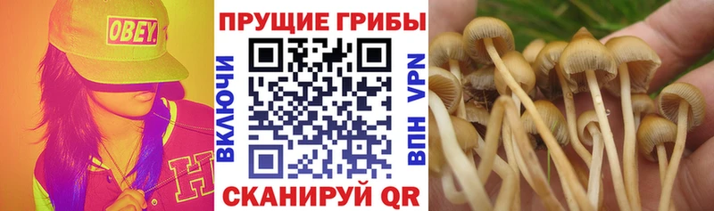 Купить где Геленджик Галлюциногенные грибы прущие грибы